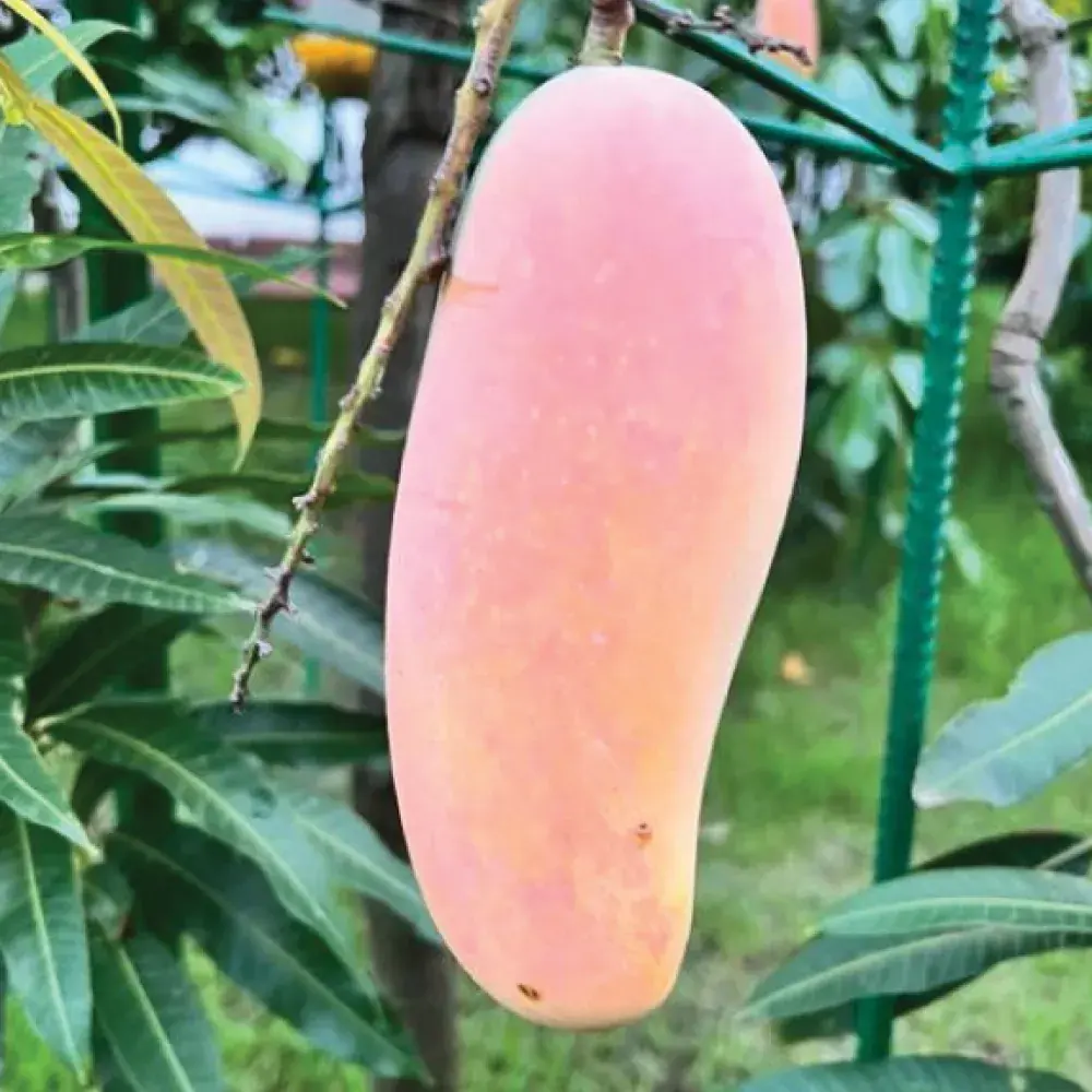 Pusa Surya Mango (પુસા સૂર્ય કેરી)